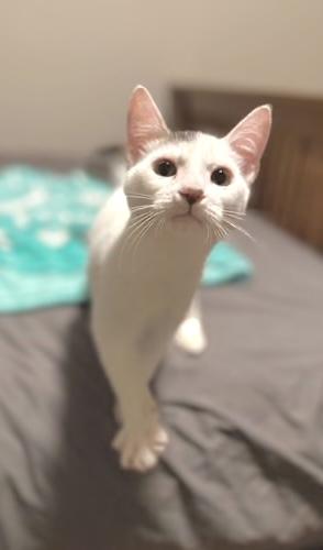 Enlarge Cappy (bonded with Toad), a Adoptable Domestic Short Hair in Sugar Land, TX image 5/5