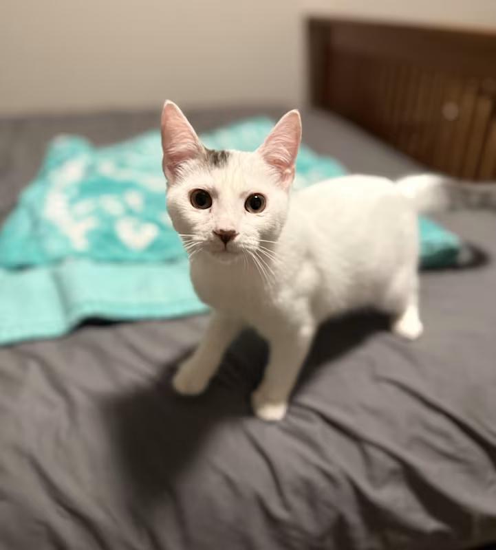 Cappy (bonded with Toad), Adoptable, Kitten Male Domestic Short Hair.