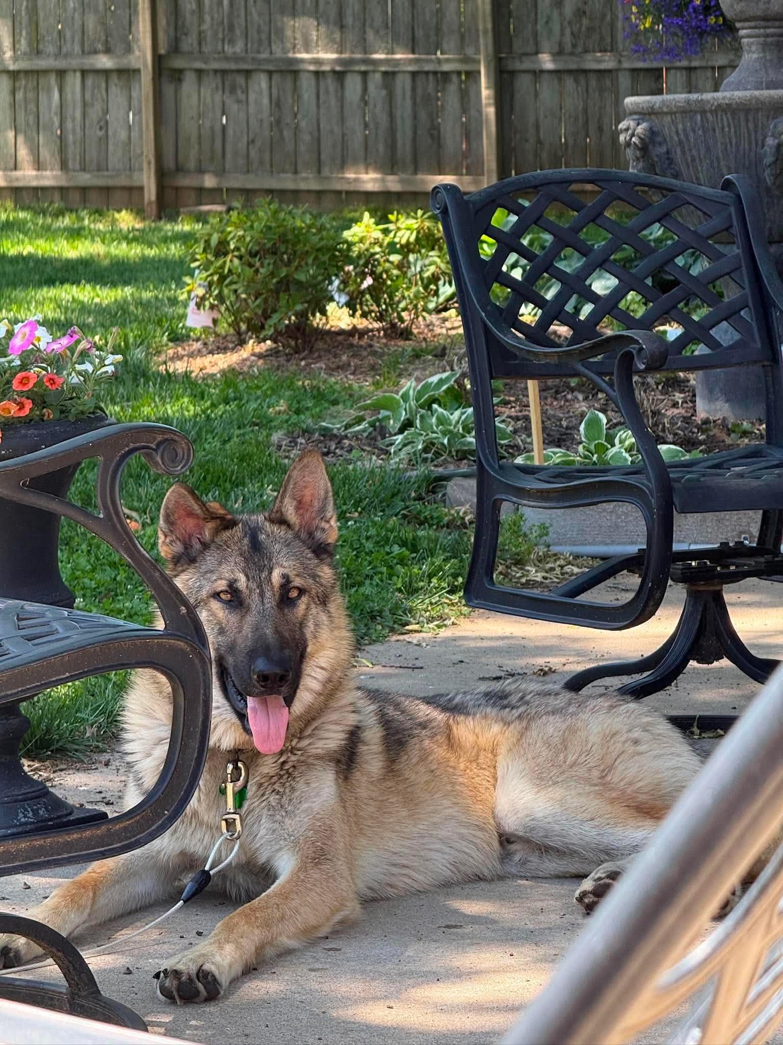 Loki (previously Trigger), a ADOPTABLE mixed breed in Jefferson City, MO image 3/6