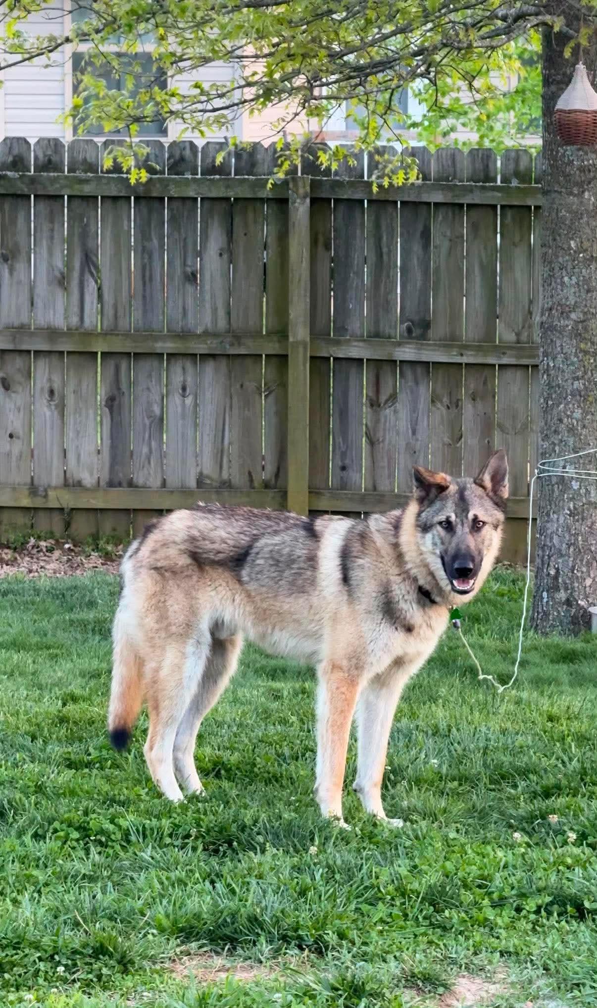 Loki (previously Trigger), a ADOPTABLE mixed breed in Jefferson City, MO image 4/6
