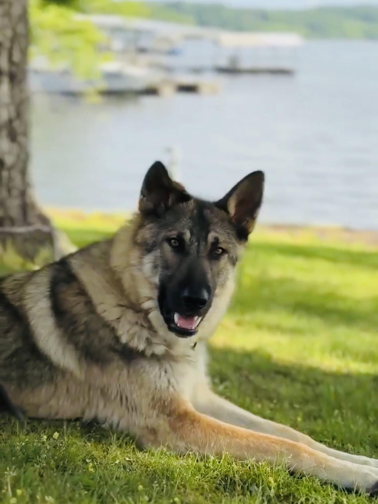 Loki (previously Trigger), ADOPTABLE, Young Male German Shepherd Dog.