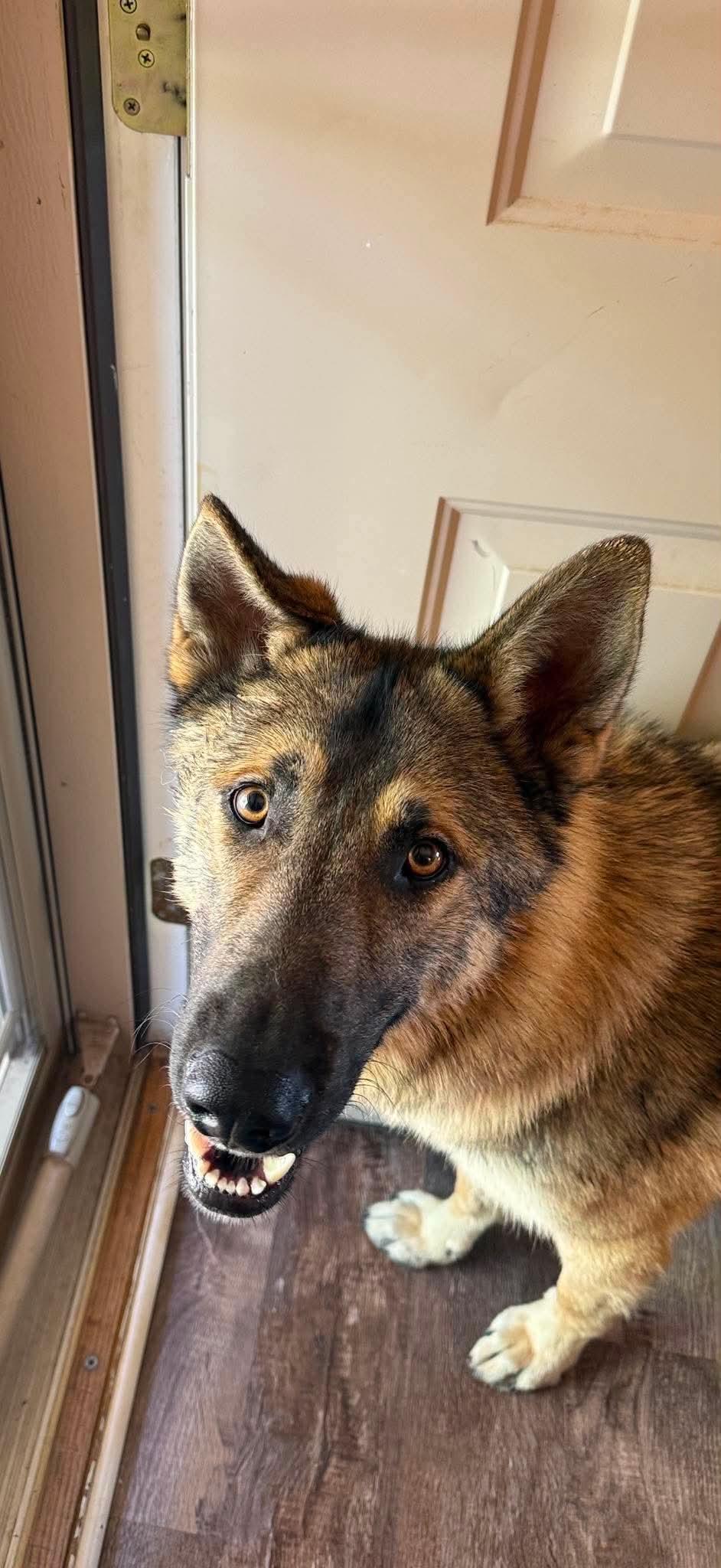 Loki (previously Trigger), a ADOPTABLE mixed breed in Jefferson City, MO image 5/6