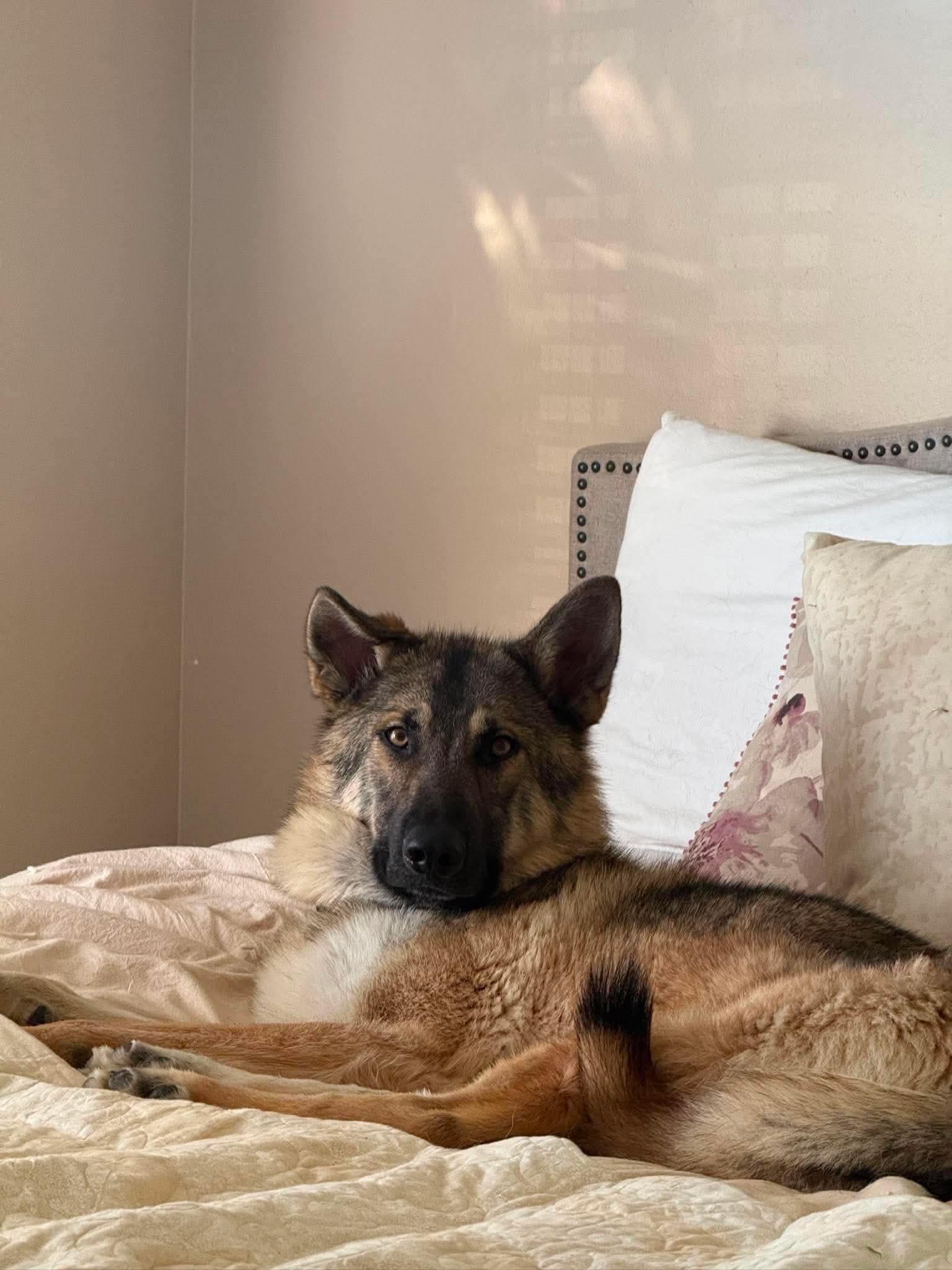 Loki (previously Trigger), a ADOPTABLE mixed breed in Jefferson City, MO image 2/6