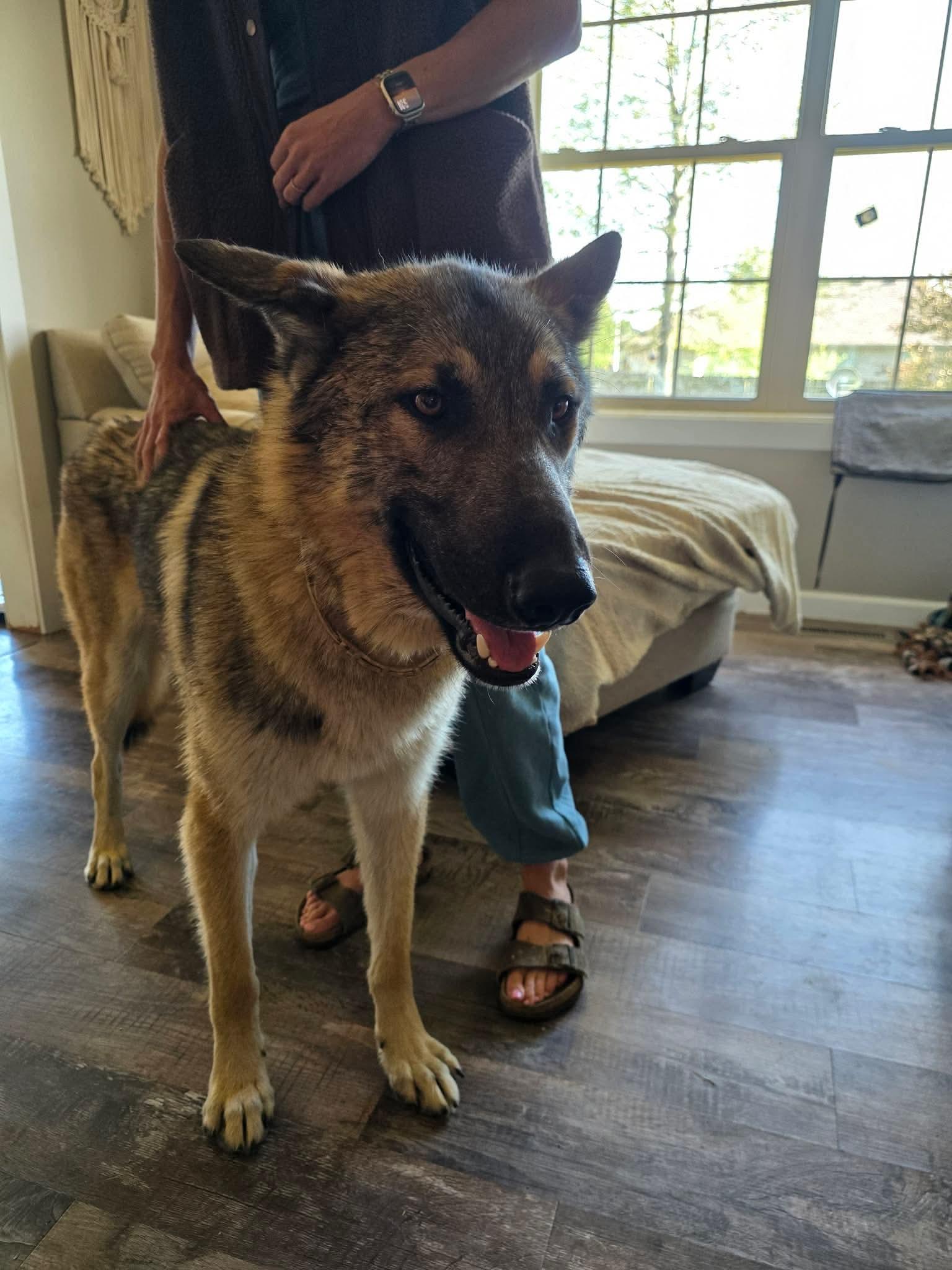 Loki (previously Trigger), a ADOPTABLE mixed breed in Jefferson City, MO image 6/6