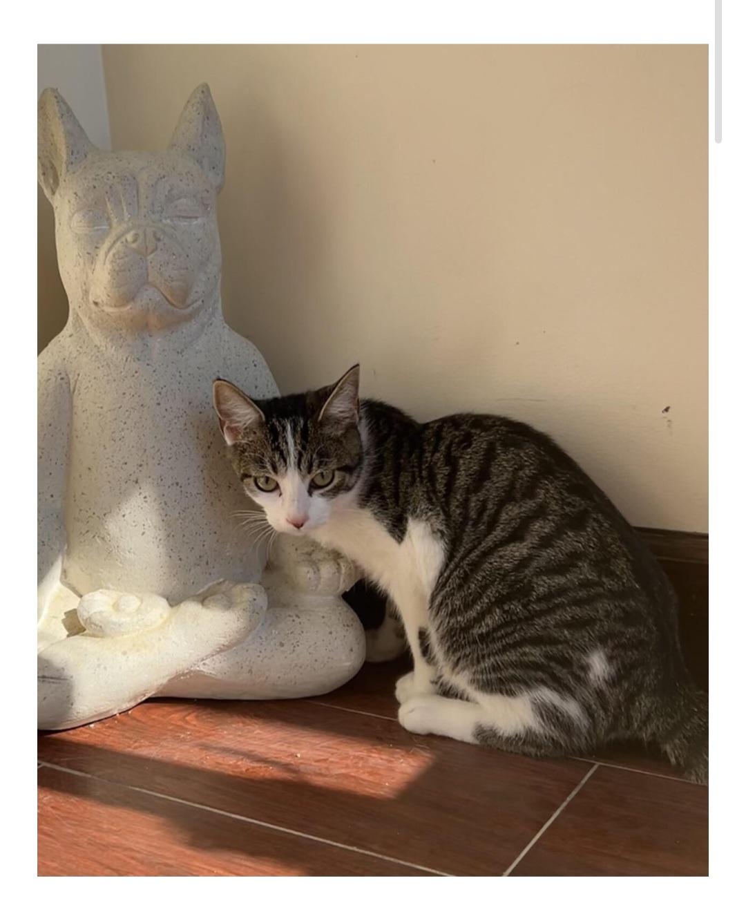 Martini, Adoptable, Young Female Domestic Short Hair.