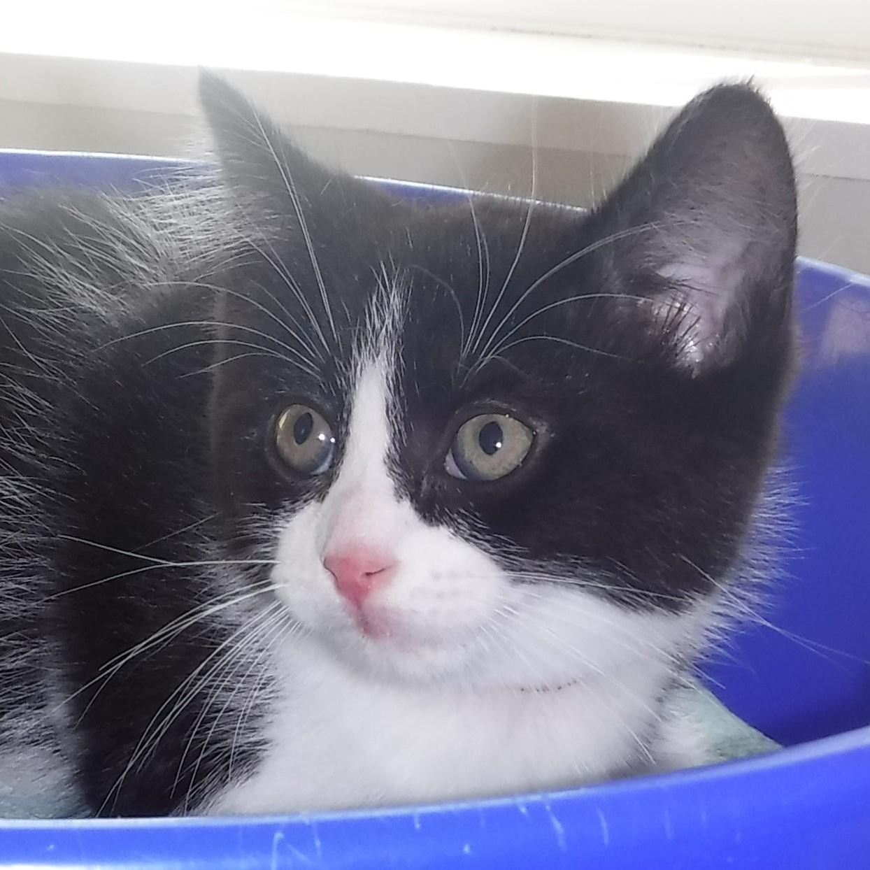 Cinder - Sweet Little Guy, ADOPTABLE, Kitten Male Tuxedo.