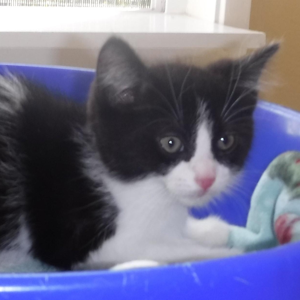 Enlarge Cinder - Sweet Little Guy, a ADOPTABLE mixed breed in Hoquiam, WA image 2/3