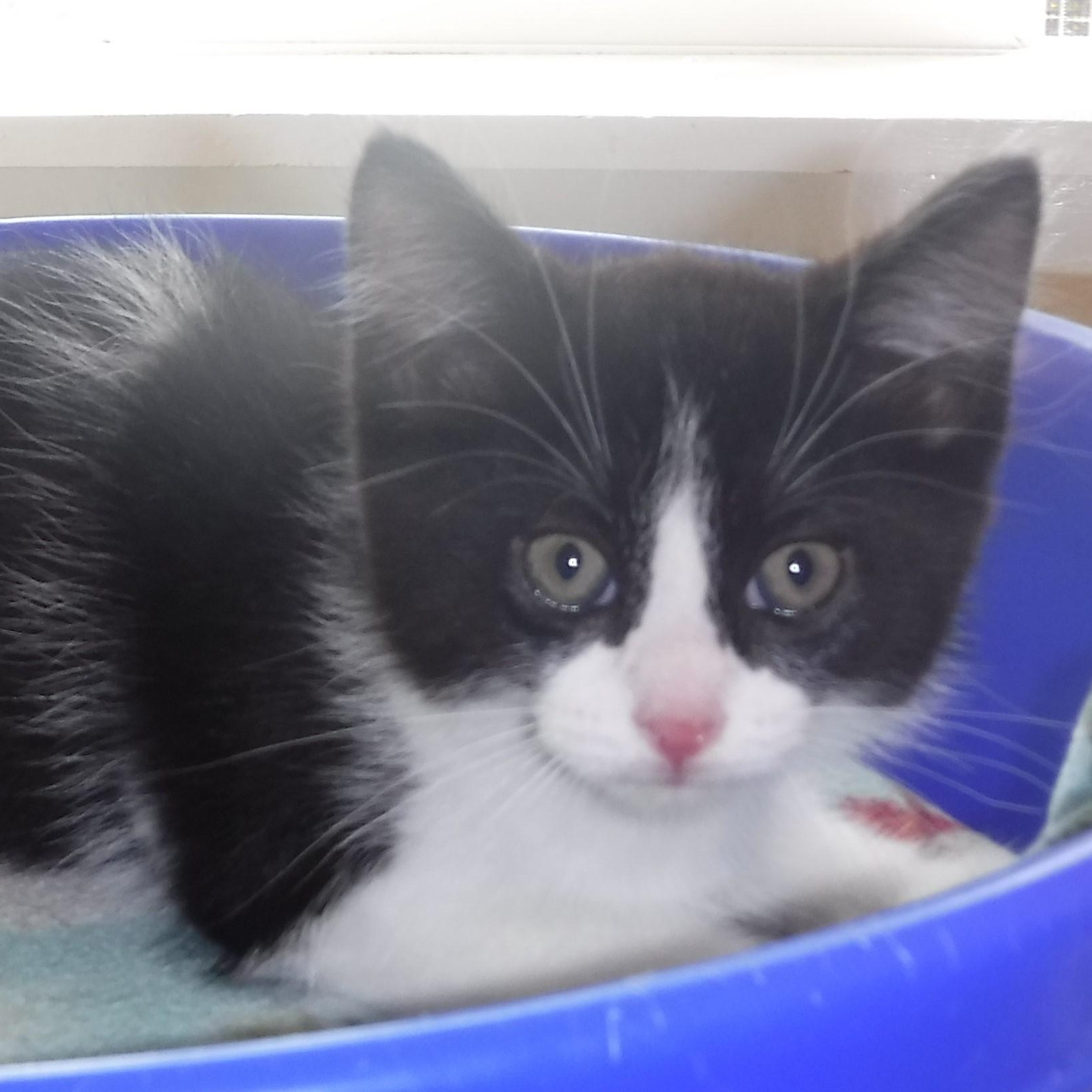 Enlarge Cinder - Sweet Little Guy, a ADOPTABLE mixed breed in Hoquiam, WA image 3/3