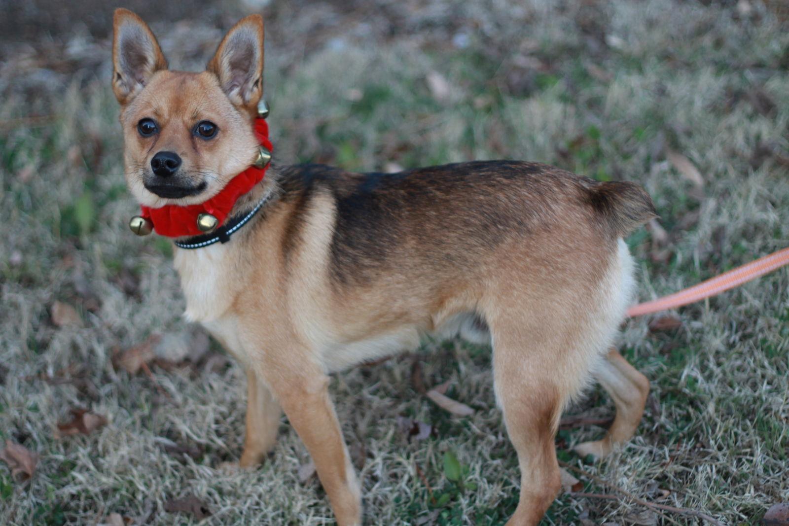 Enlarge Alex, a Adoptable mixed breed in Cookeville, TN image 1/4