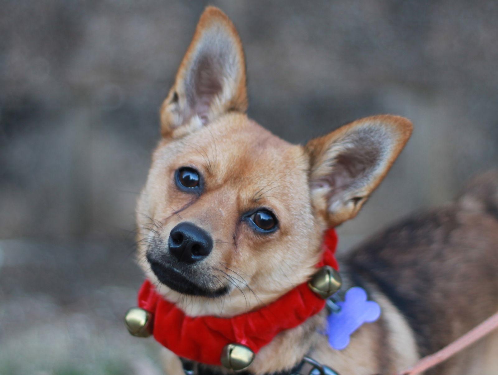 Enlarge Alex, a Adoptable mixed breed in Cookeville, TN image 2/4