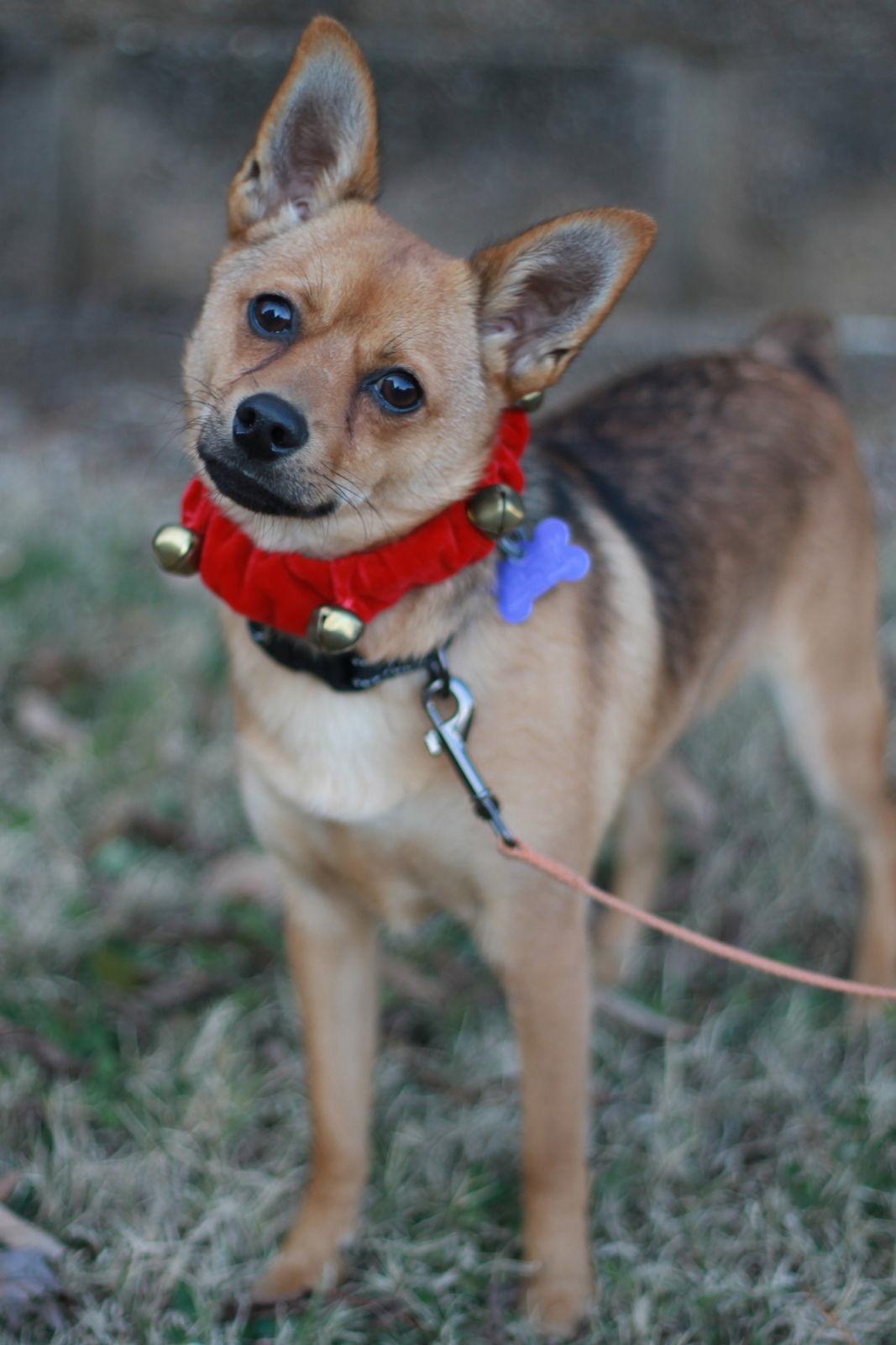 Enlarge Alex, a Adoptable mixed breed in Cookeville, TN image 3/4