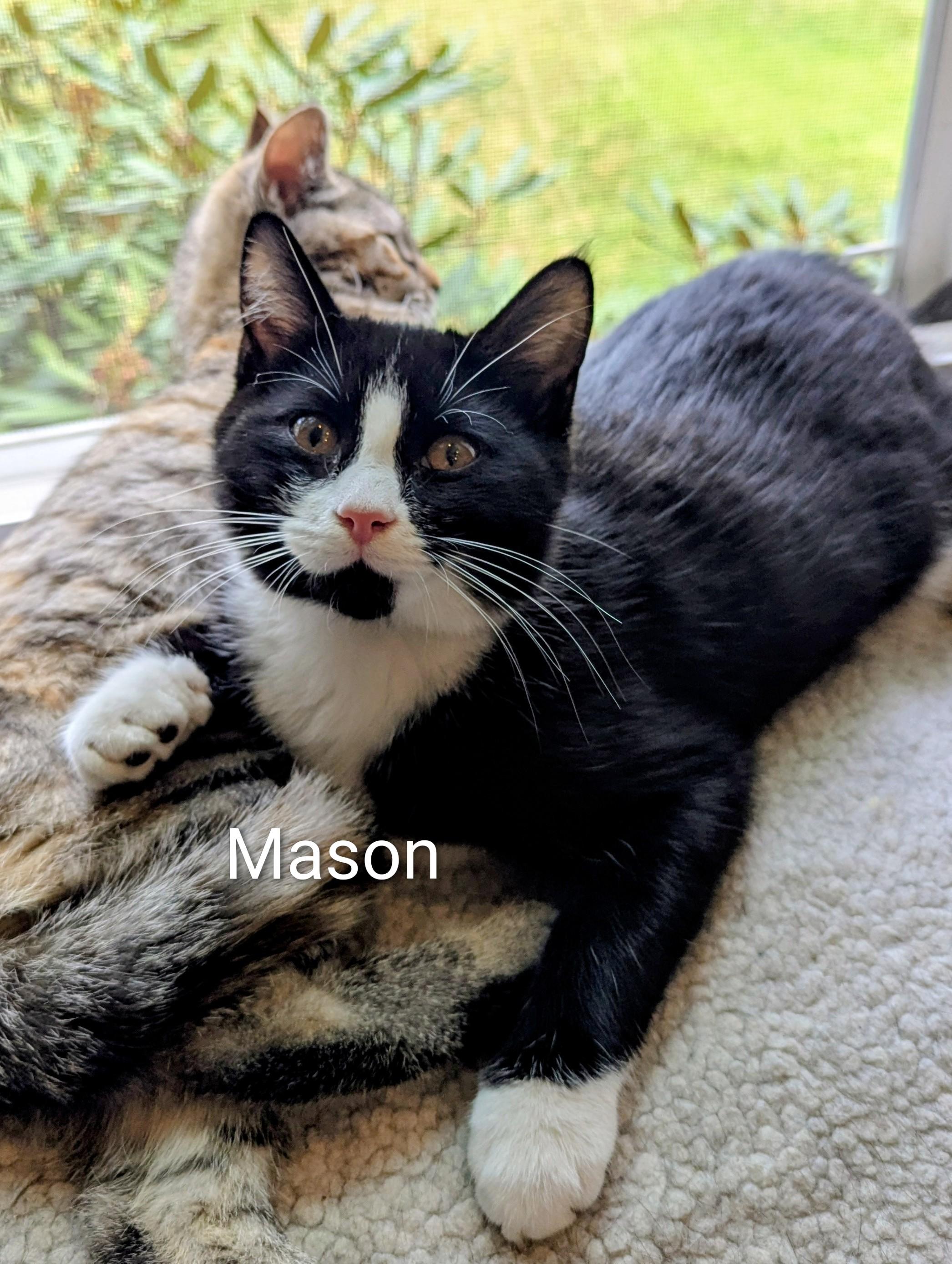 Enlarge Mason, a Adoptable mixed breed in North Billerica, MA image 1/5