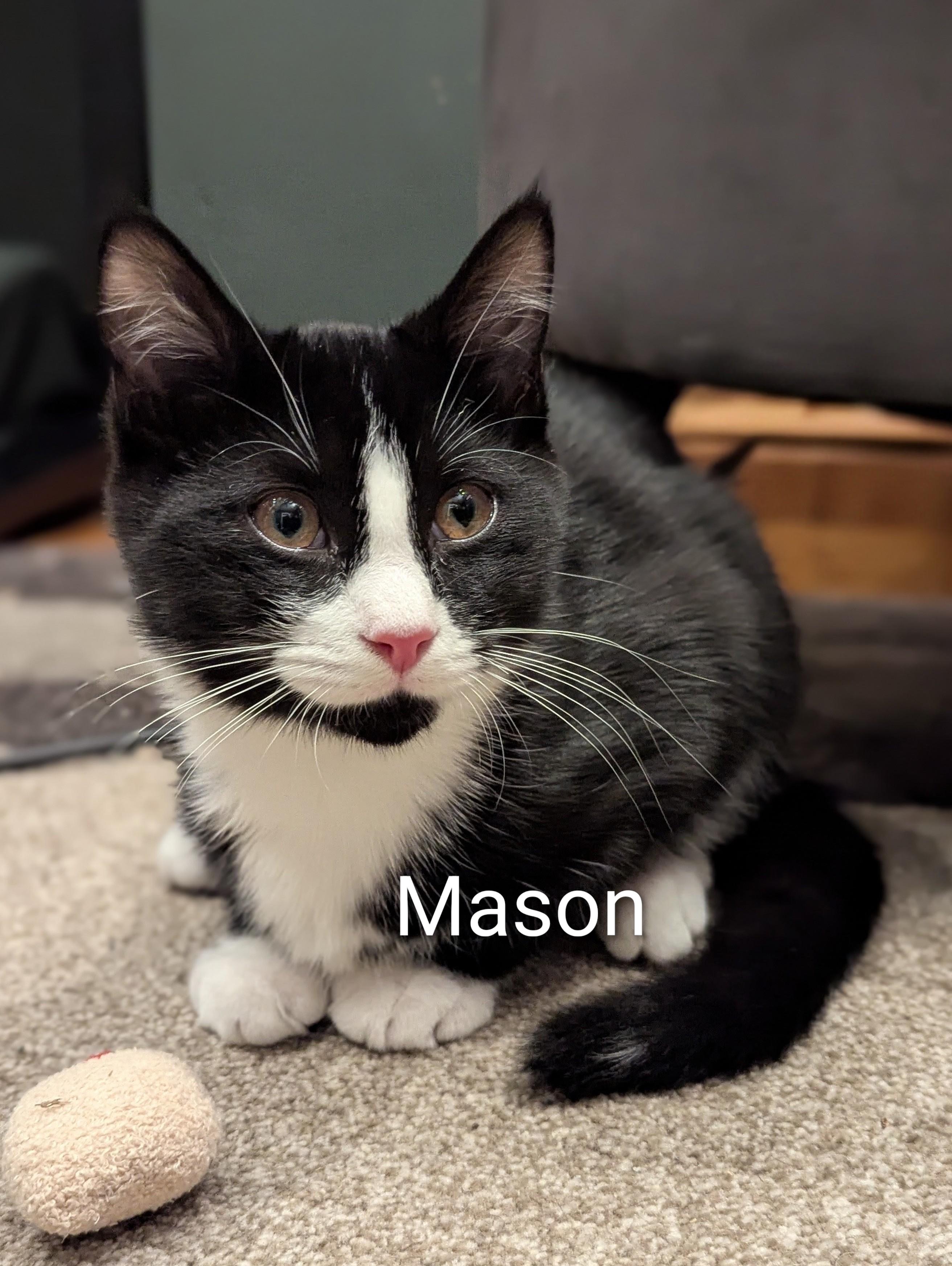 Enlarge Mason, a Adoptable mixed breed in North Billerica, MA image 2/5