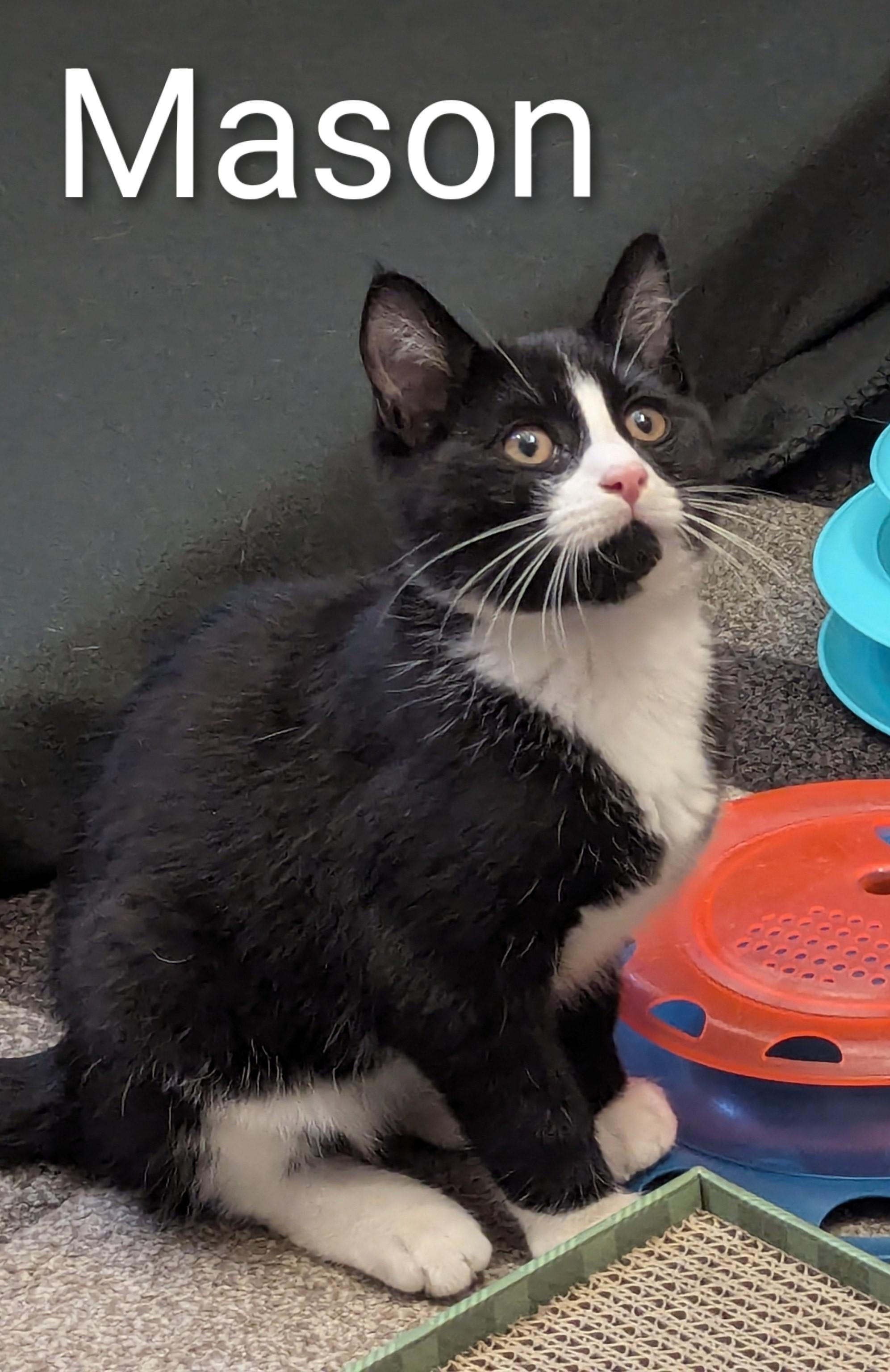 Enlarge Mason, a Adoptable mixed breed in North Billerica, MA image 3/5