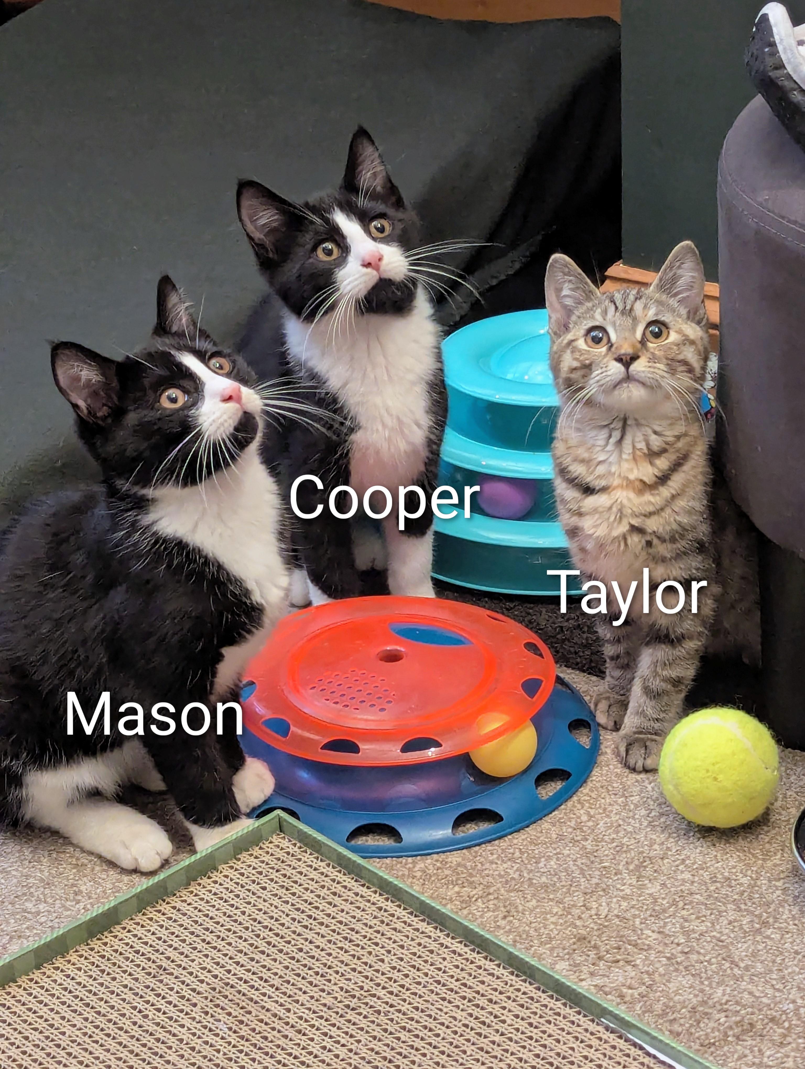 Enlarge Mason, a Adoptable mixed breed in North Billerica, MA image 4/5
