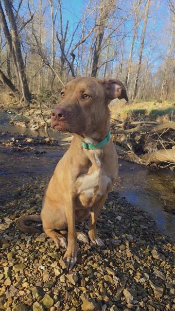 Tyson, Adoptable, Adult Male Pit Bull Terrier.