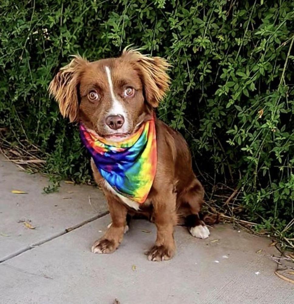 River, Adoptable, Puppy Male Spaniel & Australian Shepherd.