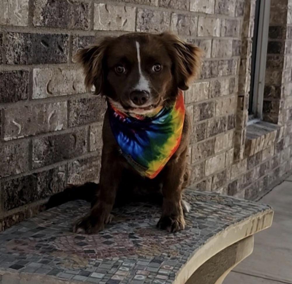 Enlarge River, a Adoptable mixed breed in Wolcott, CT image 2/6