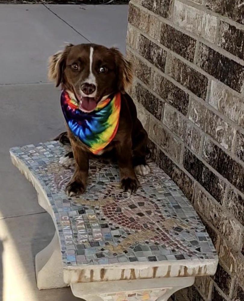 Enlarge River, a Adoptable mixed breed in Wolcott, CT image 3/6