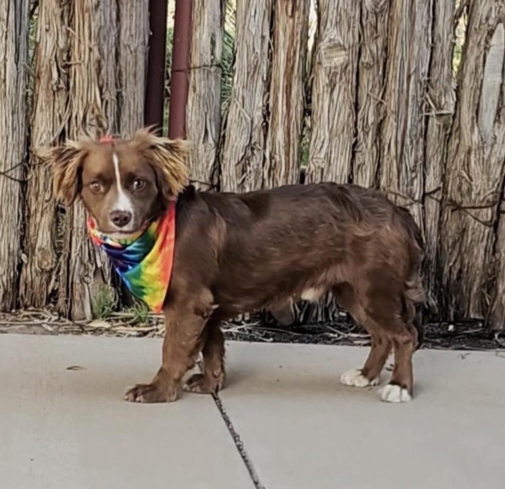 Enlarge River, a Adoptable mixed breed in Wolcott, CT image 4/6