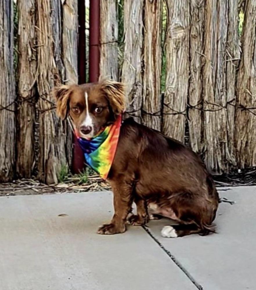 Enlarge River, a Adoptable mixed breed in Wolcott, CT image 5/6