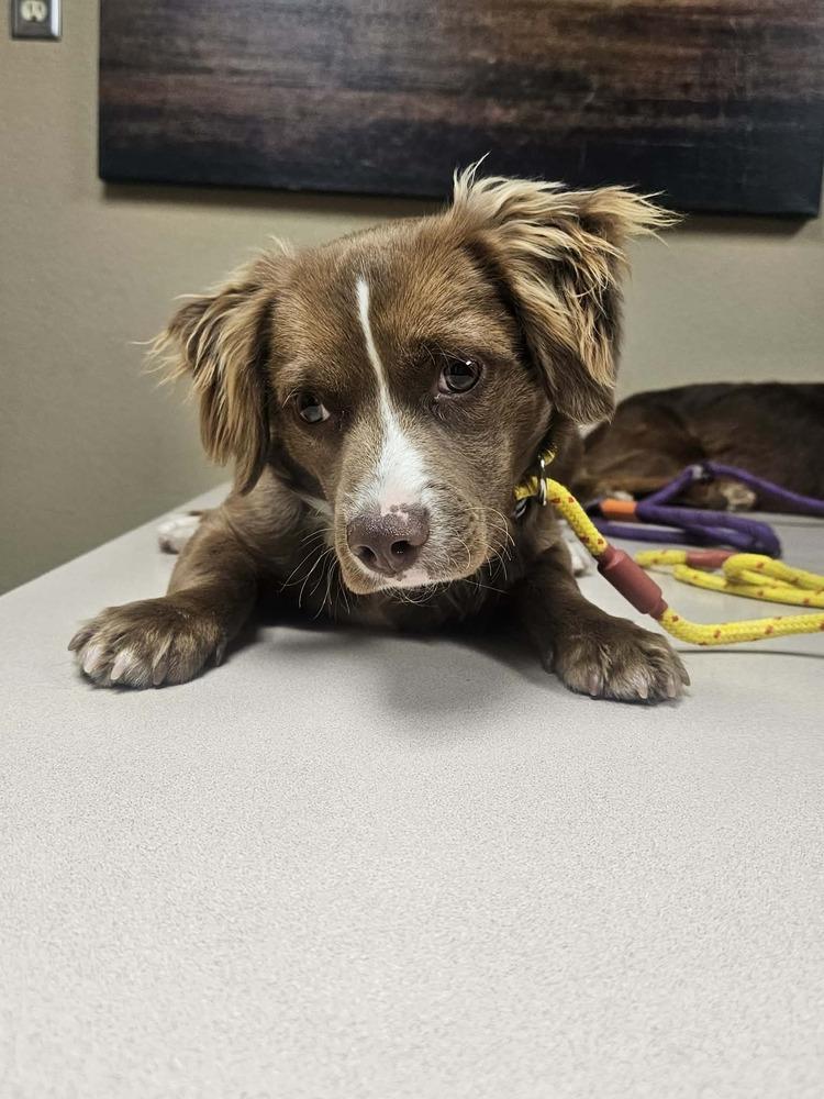 Enlarge River, a Adoptable mixed breed in Wolcott, CT image 6/6