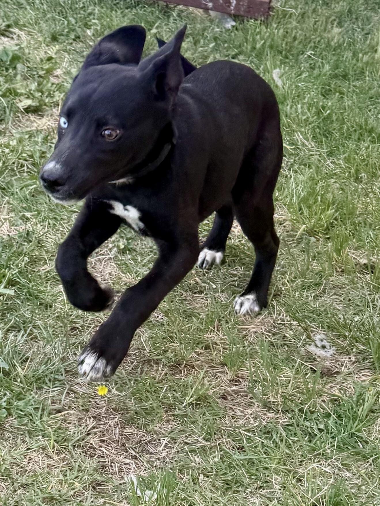 Layla, a Adoptable mixed breed in Kyle, TX image 3/6