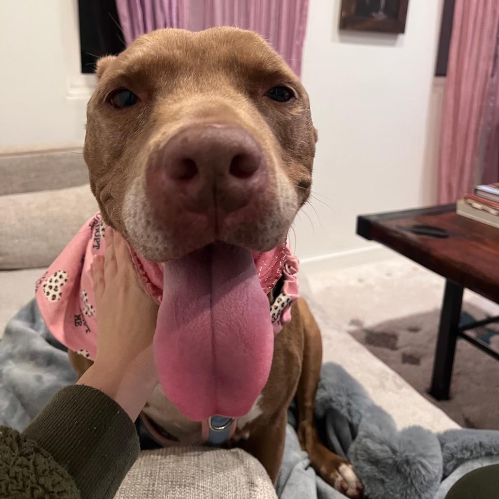 Enlarge Rockie, a Adoptable Pit Bull Terrier in Pasadena, CA image 1/6