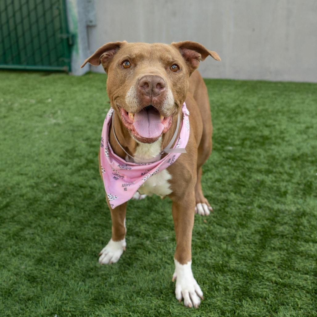 Enlarge Rockie, a Adoptable Pit Bull Terrier in Pasadena, CA image 3/6
