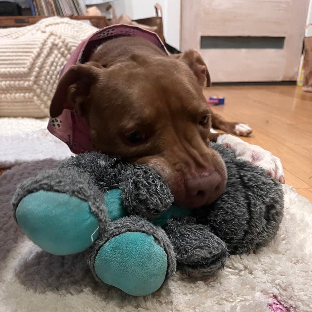 Enlarge Rockie, a Adoptable Pit Bull Terrier in Pasadena, CA image 4/6