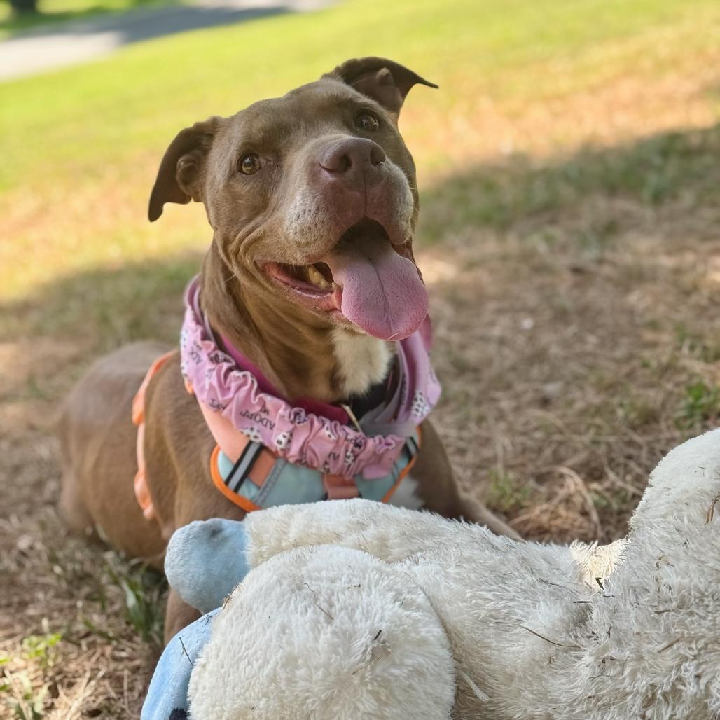 Enlarge Rockie, a Adoptable Pit Bull Terrier in Pasadena, CA image 5/6