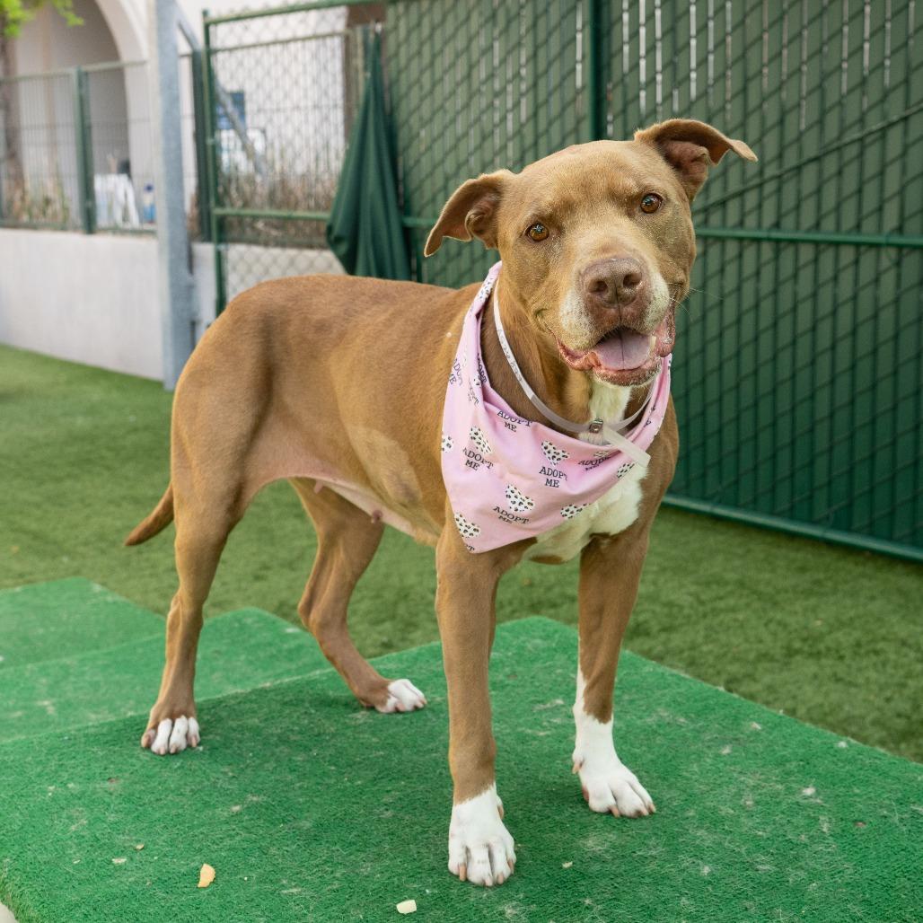 Enlarge Rockie, a Adoptable Pit Bull Terrier in Pasadena, CA image 6/6