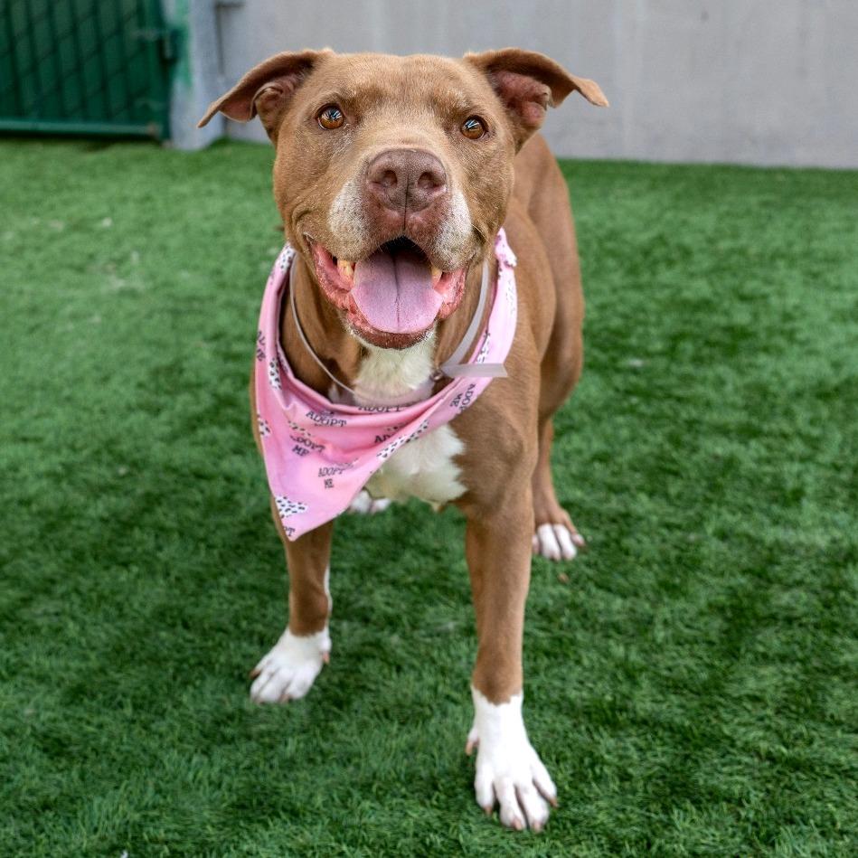 Enlarge Rockie, a Adoptable Pit Bull Terrier in Pasadena, CA image 6/6