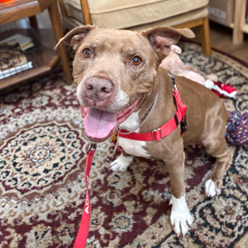 Enlarge Rockie, a Adoptable Pit Bull Terrier in Pasadena, CA image 6/6