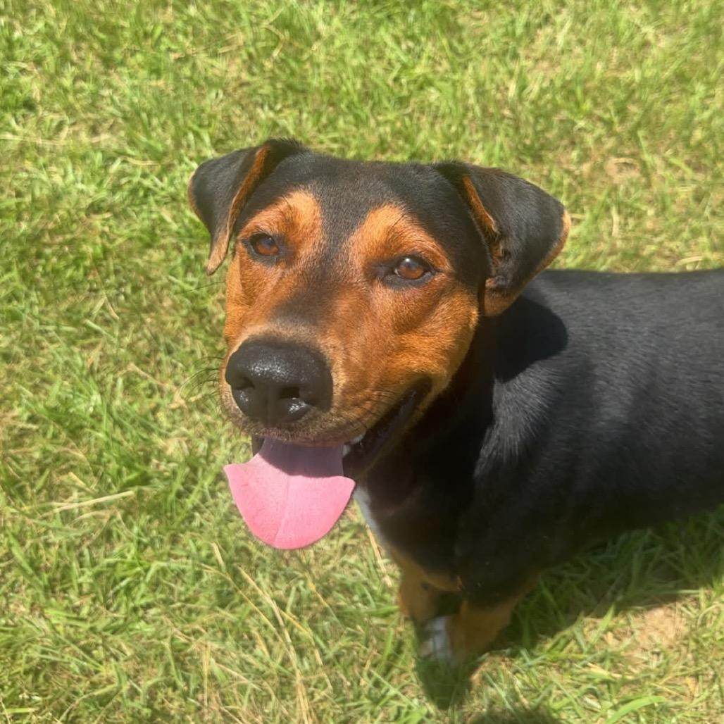 Enlarge Elvis, a Adoptable Mixed Breed in Bend, OR image 1/5