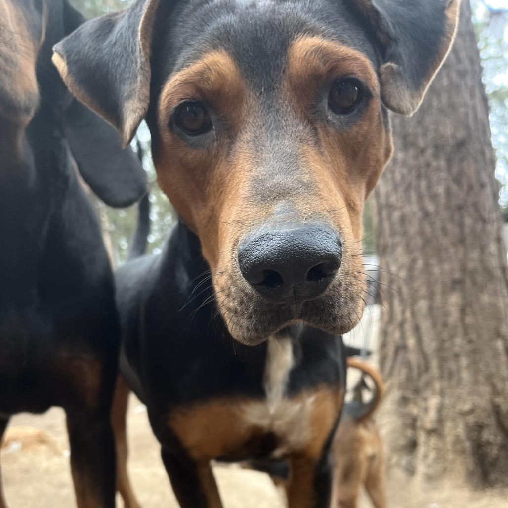 Enlarge Elvis, a Adoptable Mixed Breed in Bend, OR image 2/5