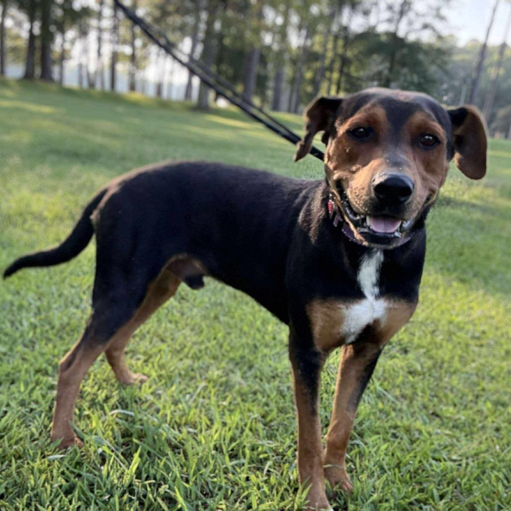Enlarge Elvis, a Adoptable Mixed Breed in Bend, OR image 3/5