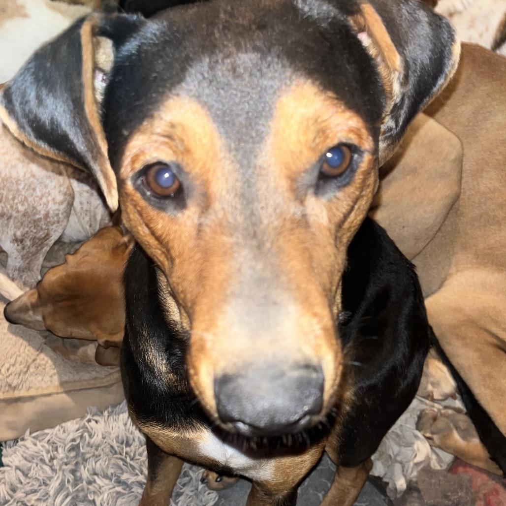 Enlarge Elvis, a Adoptable Mixed Breed in Bend, OR image 4/5