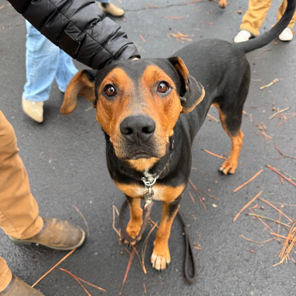 Enlarge Elvis, a Adoptable Mixed Breed in Bend, OR image 4/5