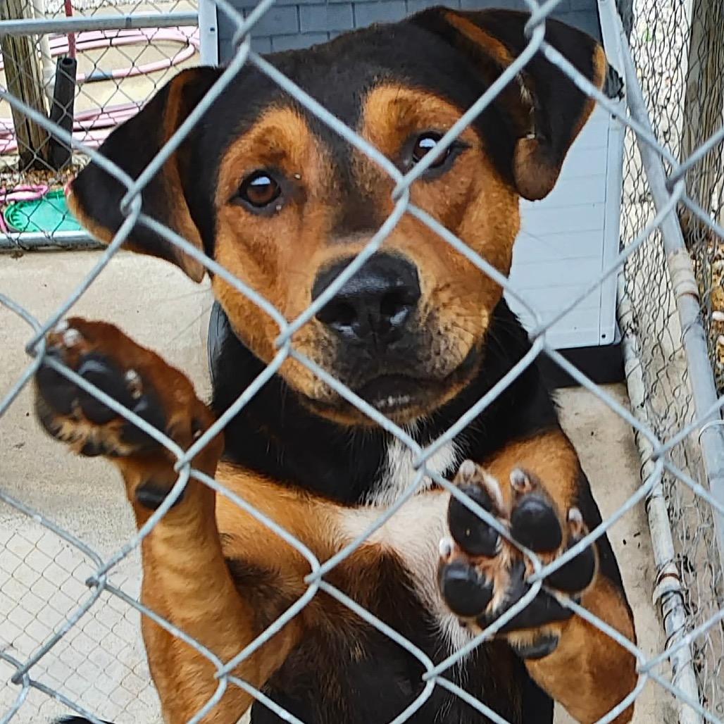 Enlarge Elvis, a Adoptable Mixed Breed in Bend, OR image 5/5