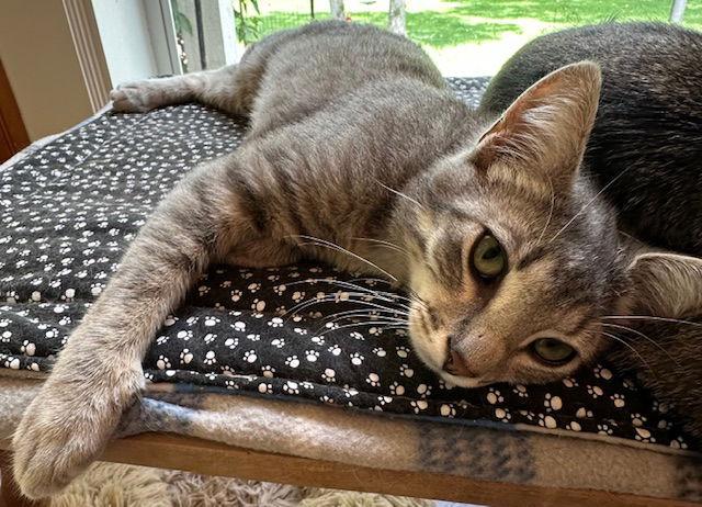 Enlarge Grayson, a Adoptable Domestic Short Hair in The Woodlands, TX image 1/3