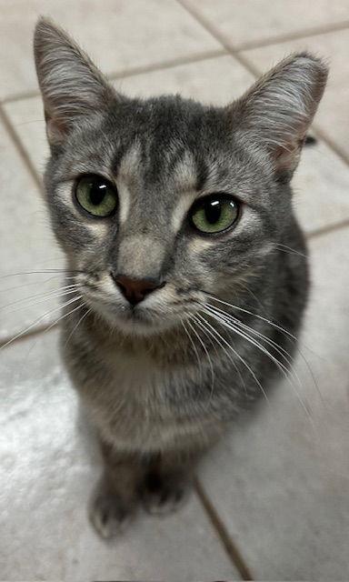 Enlarge Grayson, a Adoptable Domestic Short Hair in The Woodlands, TX image 2/3