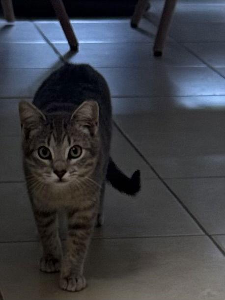 Enlarge Grayson, a Adoptable Domestic Short Hair in The Woodlands, TX image 3/3