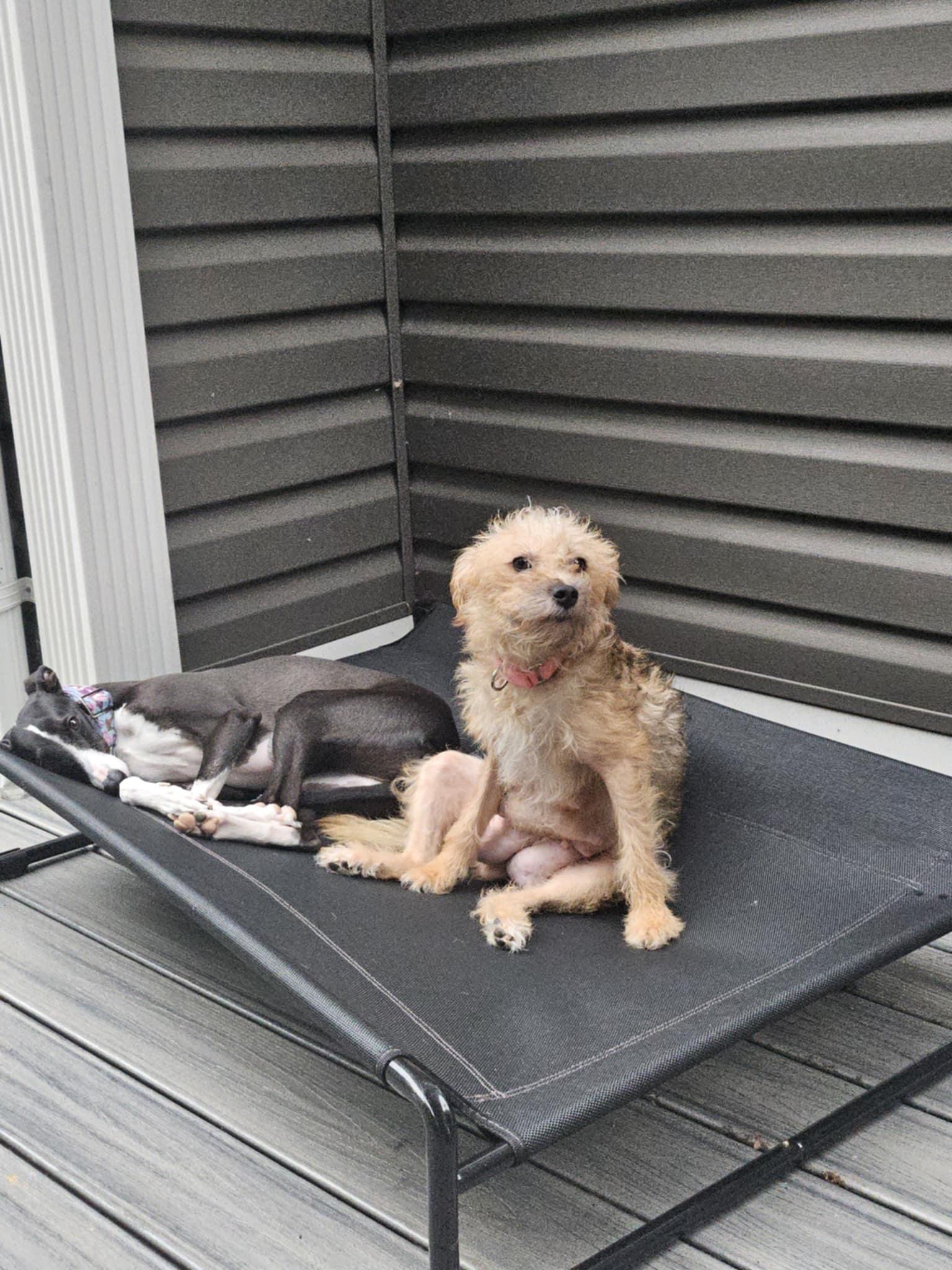 Enlarge Jane Doe, a Adopted Terrier in Catasauqua, PA image 2/3