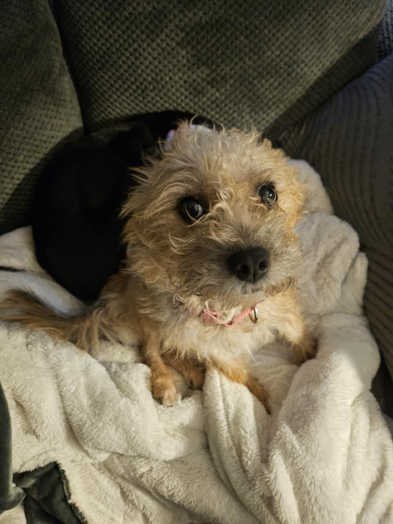 Enlarge Jane Doe, a Adopted Terrier in Catasauqua, PA image 3/3