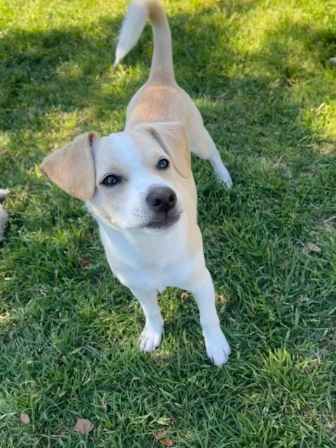 Bosco, Adopted, Young Male Chihuahua.