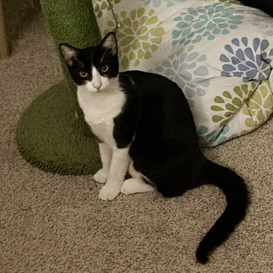 Freddie Meowcury, a Adoptable Tuxedo in Pearland, TX image 5/6