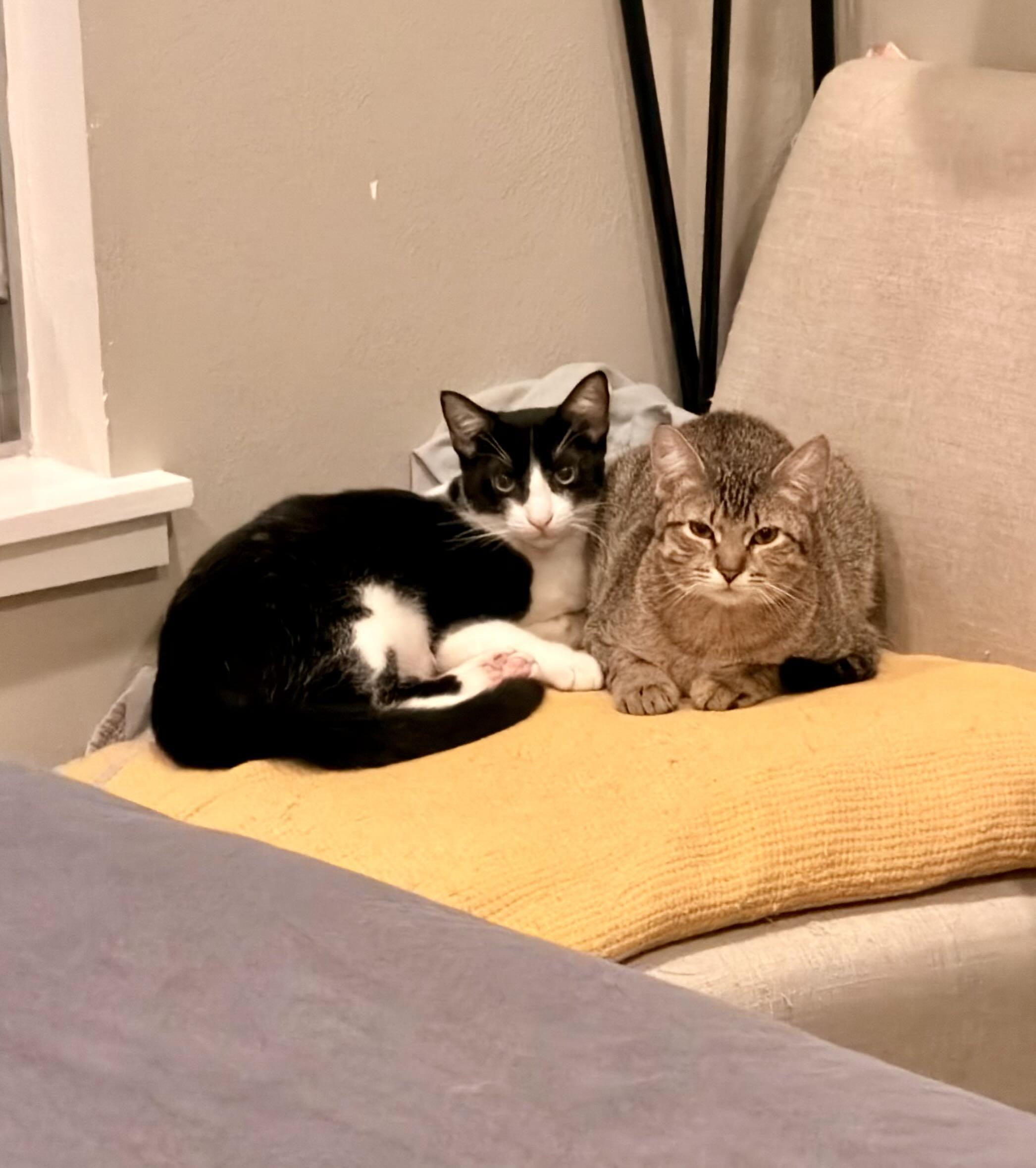 Freddie Meowcury, a Adoptable Tuxedo in Pearland, TX image 6/6