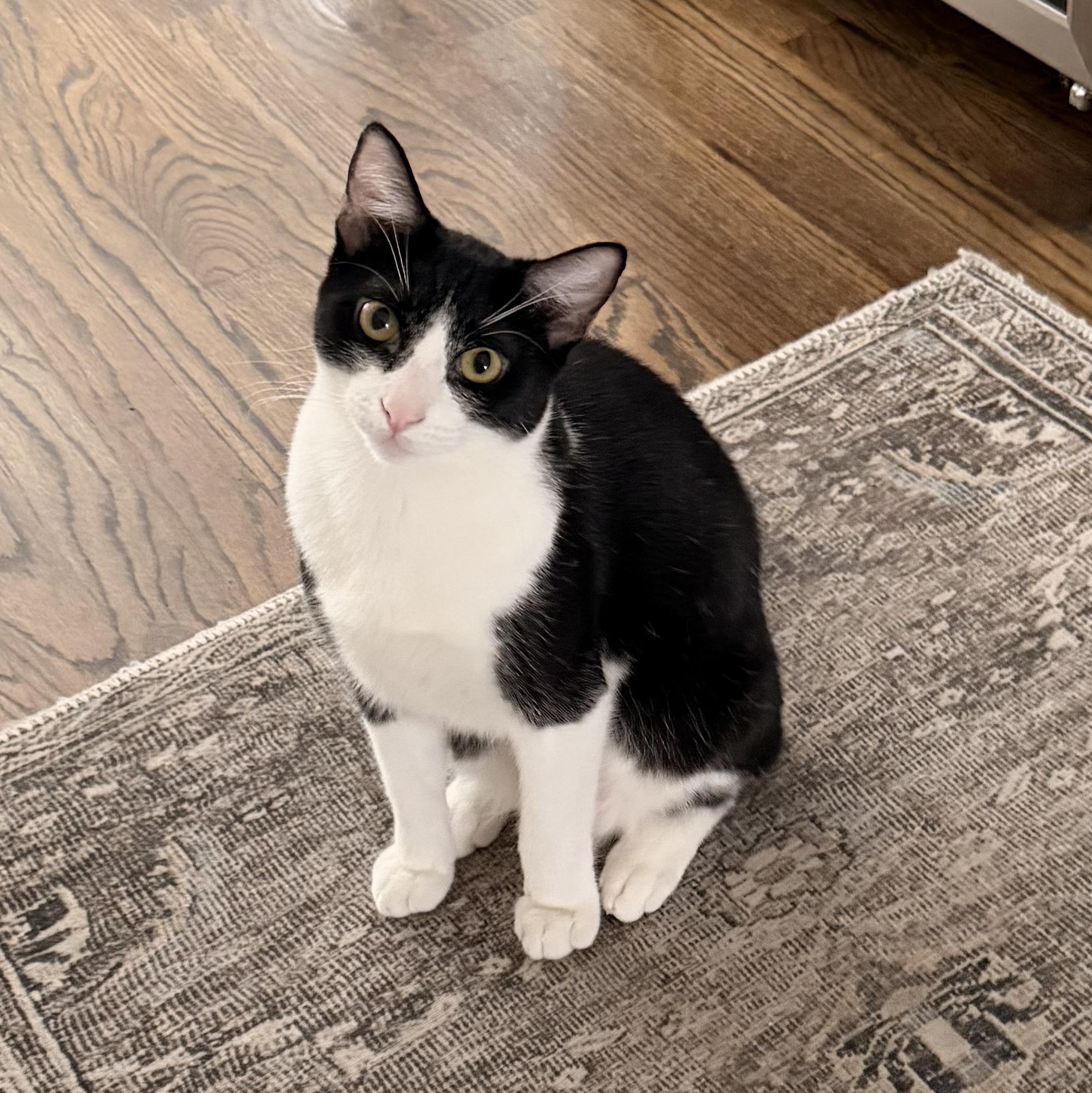 Freddie Meowcury, Adoptable, Young Male Tuxedo.