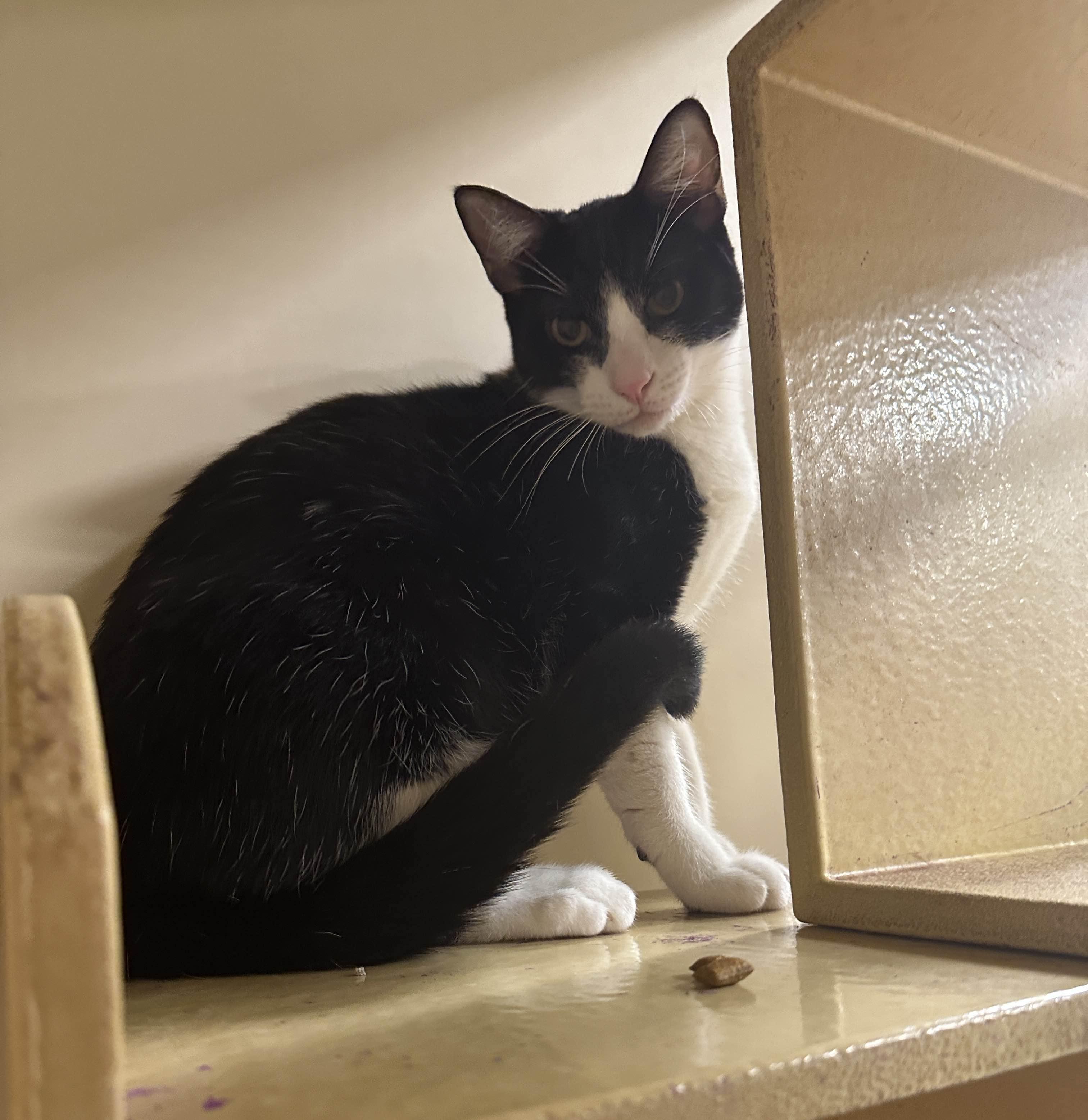 Freddie Meowcury, a Adoptable Tuxedo in Pearland, TX image 3/6
